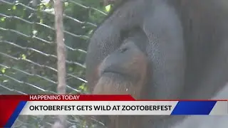 St. Louis Zoo hosts Zootoberfest today