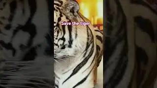 tiger#savethetigers 🐅🐅#animallover💗# 29July International Tiger Day#trendingshorts#wildlife 🌴
