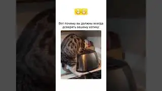Всегда доверяйте своим котикам😁 #юмор #смешнойшортс #мем #мемас #cat #смешновидео #собака
