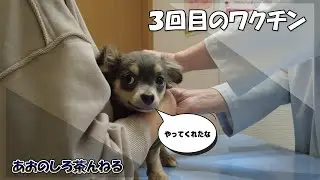 3回目のワクチン接種