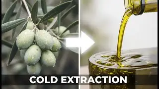 Inside an Olive Oil Mill: From Fresh Arbequina Harvest to Extra Virgin Reserve Bottling