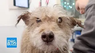 Impossible Dog Grooming Schnoodle Makeover Goes Viral