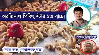 অরজিনাল পিকিং স্টার ১৩ বাচ্চা ফুটানো শুরু! প্ল্যানেট হ্যাচারীর ডিম সংগ্রহ করে সারাদেশে ডেলিভারি |