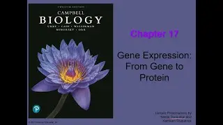Chapter 17 Gene Expression: From Gene to Protein
