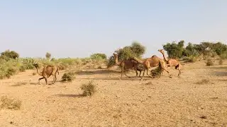 Camels Fast Running at My farm Pakistan  | الهجن سريعة الجري في مزرعتي باكستان
