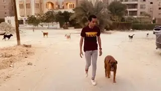خطوة سريعة مع كوڤو وسط قطعان الكلاب ! | Mahmoud And Kovu محمود و كوڤو