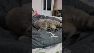 ngủ thui#cat #shotr #meo