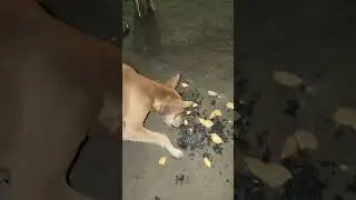 day109 #song #love #live #streetdog #standoutin90sec #indiansong #cute #vlog147 #hindisong