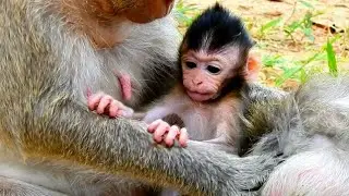 JEALOUSY! BABY MONKEY JILLA  ANGRY MOM JILL GROOMMING OLD MONKEY, JILLA TRIES TO PUSH MOM'S HAND OUT