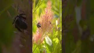 The Dance of the Bees, written and read by Leila. #garden #poetry #bee #beautiful