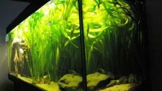 My 420 liters tropical Asia fish tank / Asienbecken [2/6]