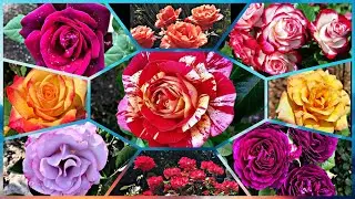 139 - 20 Beautiful Grandiflora Rose | Part 1 | Dark Desire, Parade Day | Around the world