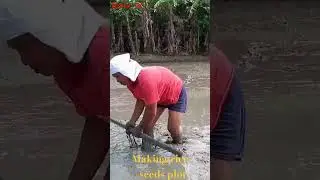 make plot for rice seeds #reels #farming #ricegrowing