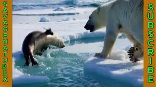 Polar Bear vs Seal | Arctic Ice Hunt | SAVAGENATUREX