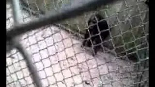 Kids at the zoo