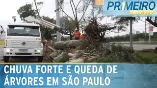 Ap&oacute;s forte onda de calor, SP registra chuva e 100 queda de &aacute;rvores | Primeiro Impacto (20/11/23)