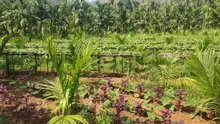Organic Farming | Organic Vegitables | Fruits | No Copyright | Copyright Free | Free Video