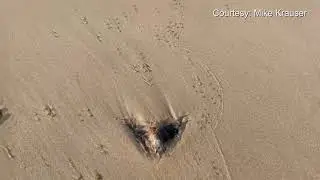 Dead bats wash up on Lake Michigan beach