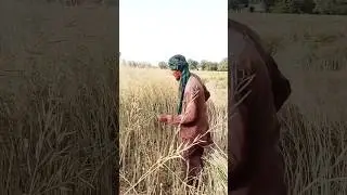 Sarson ki katai#Cut The Mustard #Short#Shortvideo# Sarson# youtuber#sobhari Sindh