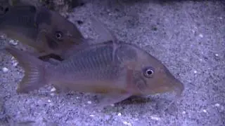 Brochis multiradiatus