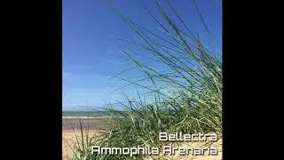 Bellectra: Ammophila Arenaria