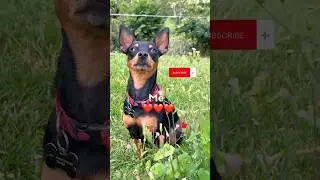 Dog wants attention 🥰😂 #dog #dogshorts #dogvideo #doglover #cutedog #funnydogvideos  #minipinscher