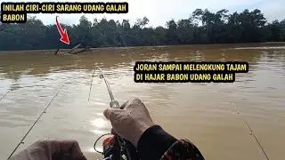 Mancing udang galah di spot belakang rumah ternyata sangat gacor bisa panen banyak udang galah babon