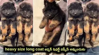 top quality German shepherd puppies for sale in telugu/9963862826 /aj pets