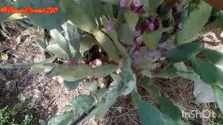 Cactus/cactus fruit/Dill/flower of dill