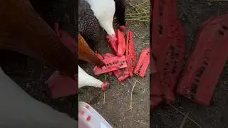 Watermelon for Chickens