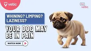 Whining, Limping, Lethargy - Obvious Signs of Pain in Dogs