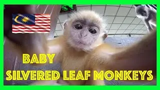🇲🇾 BABY Silvered Leaf MONKEYS Borneo (Silvery lutung) GoPro HD