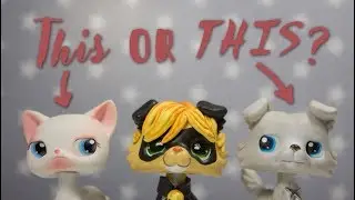 LPS: Who Should Be Chat Blanc? (MIRACULOUS LADYBUG)
