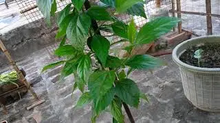Hibiscus flower plant growth in small pot 6 inch