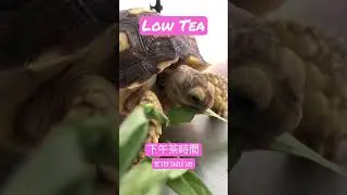 下午茶時間/ Low tea / ชายามบ่าย #蘇卡達 #turtle #เต่าซูคาต้า #盾臂龜 #陸龜