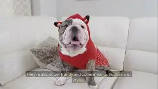 &ldquo;Dog Fashion Trends EVERY Pet Parent Needs to Know! 🐾#DogFashion #Dog #PetStyle #DogClothes2025