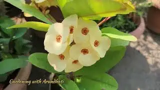 2nd Sunday Garden Overview of May 2025 #terracegarden