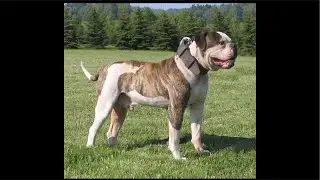 THE MASTER OF ALL BULLDOGS IS THE BEST DOG BREEDER & UNDER BITE DOGS THAT IS THROWBACK OF BULLDOGS.