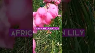 African Corn Lily Flower #shorts