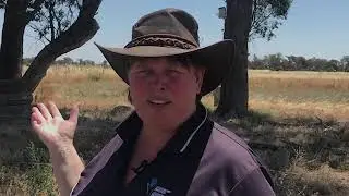 Year of the Paddock Tree