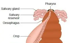 Cockroach digestive system explanation  part-1