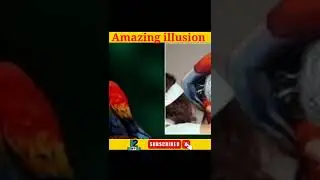 Amazing Parrot illusion | E2 INFO | #short #illusion