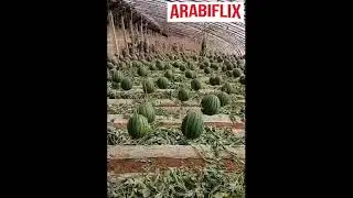 تقنيات ترقيع الأشجار والإنتاج الزراعي