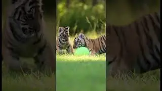Play Time #tiger #baby #animals #cute #shorts #fyp