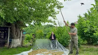 Сбор шелковицы в деревне | Расслабляющая загородная жизнь | Приготовление шелковичной патоки