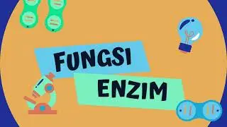 Enzymes Involved in the Digestive System