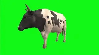 Cow || 3D || rotating || green screen || no sound
