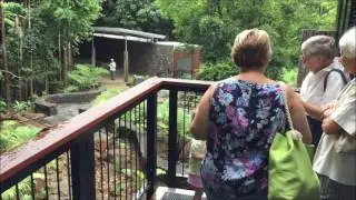 World-class Rainforest Discovery Centre, Sunshine Coast