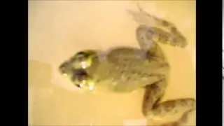 PLoS ONE : A New Species of Euphlyctis (Anura: Dicroglossidae) from Barisal, Bangladesh
