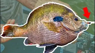 Catch TROPHY Bluegills on LURES ONLY!